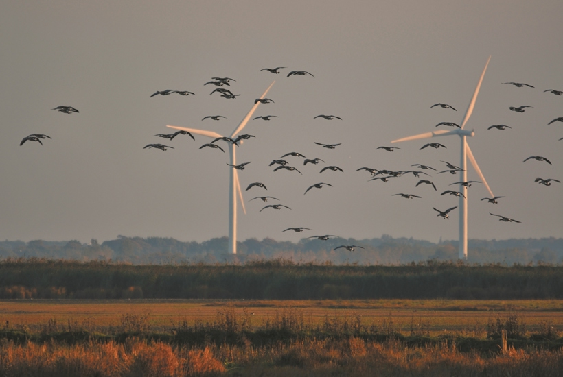 Ny naturaftale: Vedvarende energi skal tage hensyn til natur