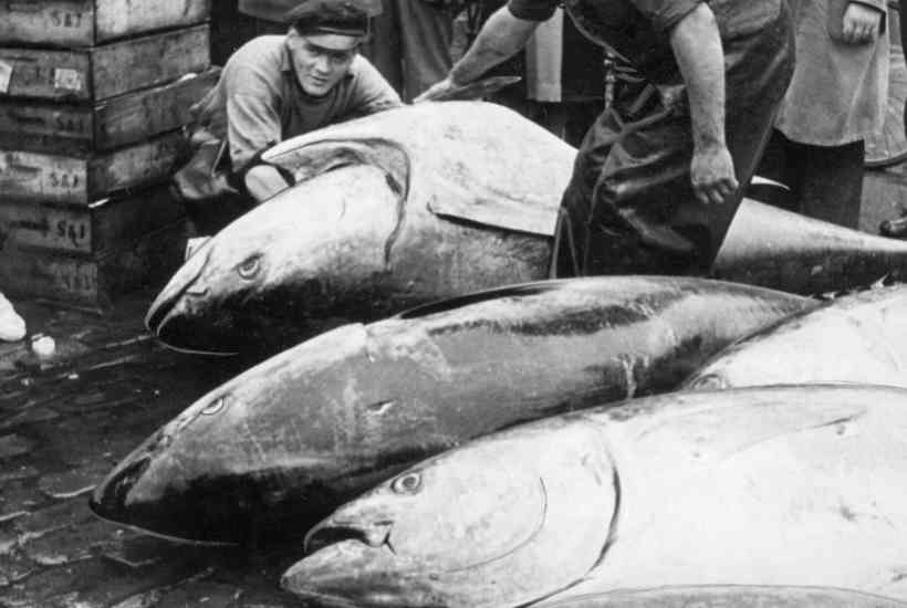 Se video: Tunen springer igen i Øresund