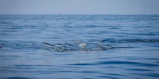 Havet er presset fra mange sider