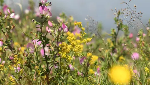 Molslaboratoriet har fået den vilde natur til at blomstre